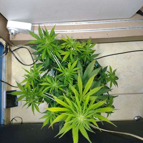 Berry (Blueberry Auto - SSBR) growlog timeline photo