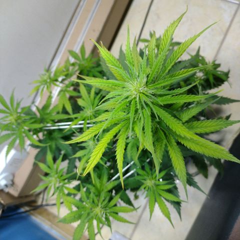 Berry (Blueberry Auto - SSBR) growlog timeline photo