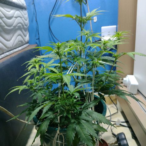 Berry (Blueberry Auto - SSBR) growlog timeline photo