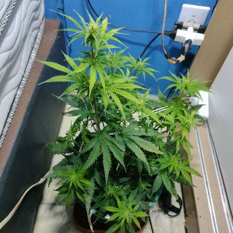 Berry (Blueberry Auto - SSBR) growlog timeline photo