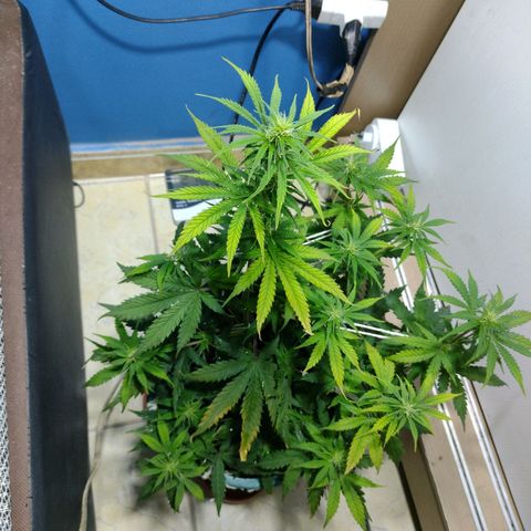 Berry (Blueberry Auto - SSBR) growlog timeline photo