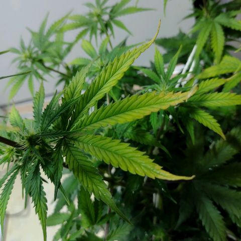 Berry (Blueberry Auto - SSBR) growlog timeline photo