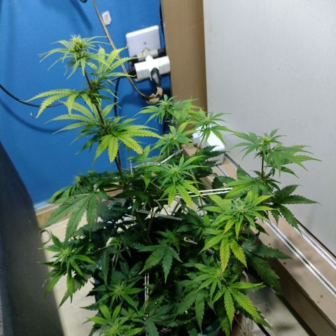 Berry (Blueberry Auto - SSBR) growlog timeline photo