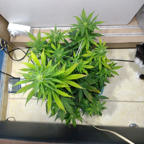 Berry (Blueberry Auto - SSBR) growlog timeline photo