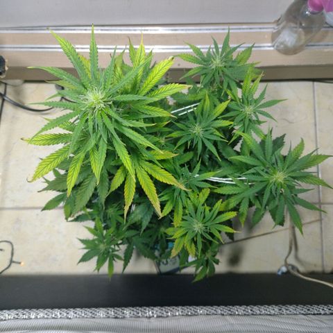 Berry (Blueberry Auto - SSBR) growlog timeline photo