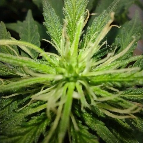 Berry (Blueberry Auto - SSBR) growlog timeline photo