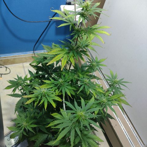 Berry (Blueberry Auto - SSBR) growlog timeline photo