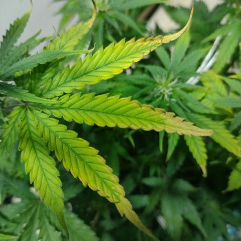 Berry (Blueberry Auto - SSBR) growlog timeline photo
