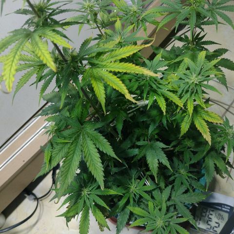 Berry (Blueberry Auto - SSBR) growlog timeline photo