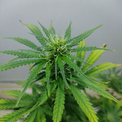 Berry (Blueberry Auto - SSBR) growlog timeline photo