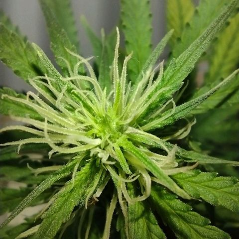 Berry (Blueberry Auto - SSBR) growlog timeline photo