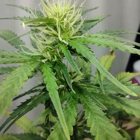 Berry (Blueberry Auto - SSBR) growlog timeline photo