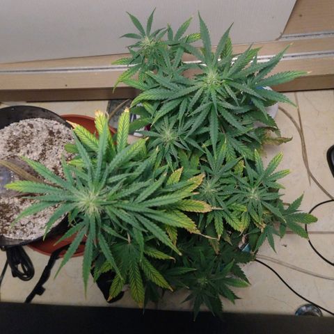 Berry (Blueberry Auto - SSBR) growlog timeline photo