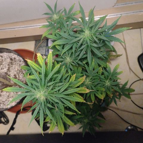 Berry (Blueberry Auto - SSBR) growlog timeline photo