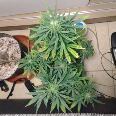 Berry (Blueberry Auto - SSBR) growlog timeline photo