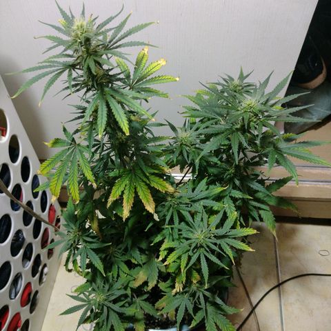 Berry (Blueberry Auto - SSBR) growlog timeline photo