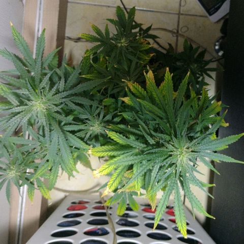 Berry (Blueberry Auto - SSBR) growlog timeline photo