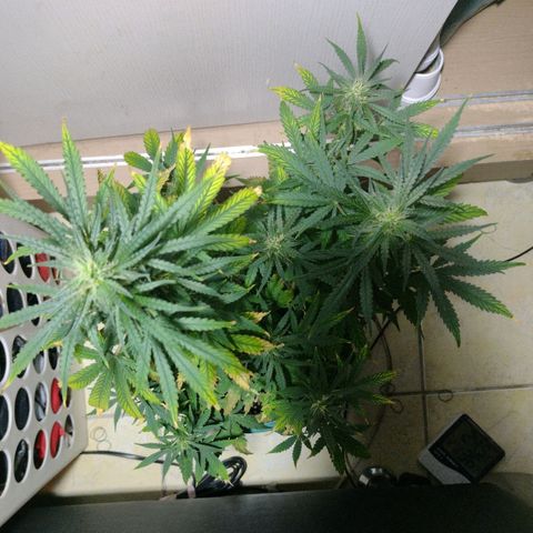 Berry (Blueberry Auto - SSBR) growlog timeline photo