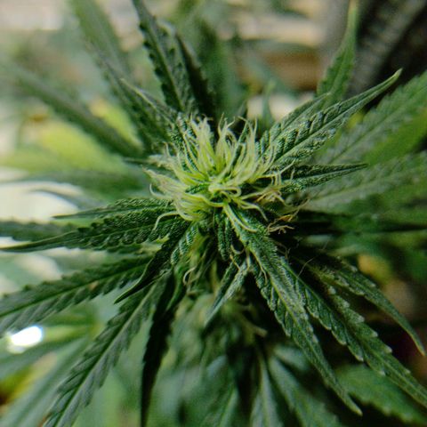 Berry (Blueberry Auto - SSBR) growlog timeline photo