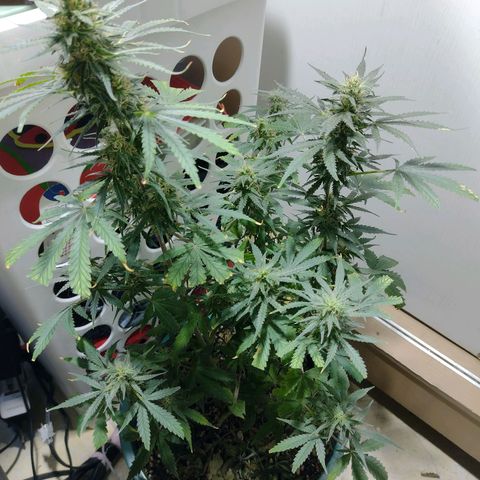 Berry (Blueberry Auto - SSBR) growlog timeline photo