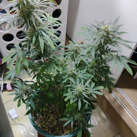 Berry (Blueberry Auto - SSBR) growlog timeline photo