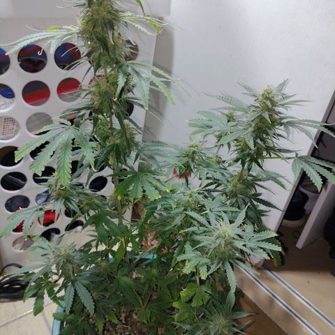 Berry (Blueberry Auto - SSBR) growlog timeline photo