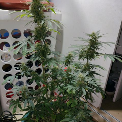 Berry (Blueberry Auto - SSBR) growlog timeline photo