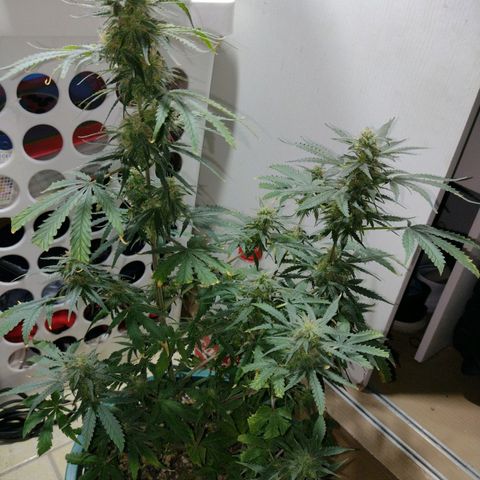 Berry (Blueberry Auto - SSBR) growlog timeline photo