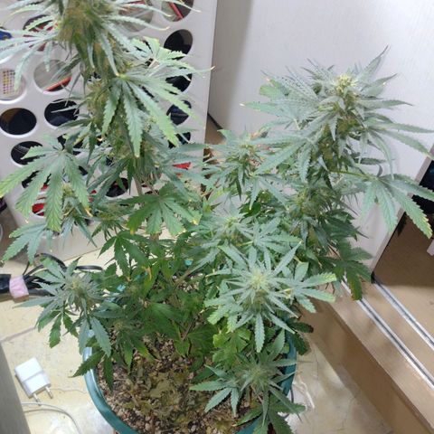 Berry (Blueberry Auto - SSBR) growlog timeline photo