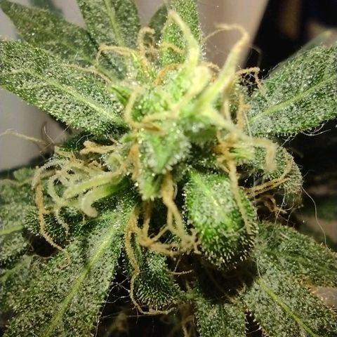 Berry (Blueberry Auto - SSBR) growlog timeline photo