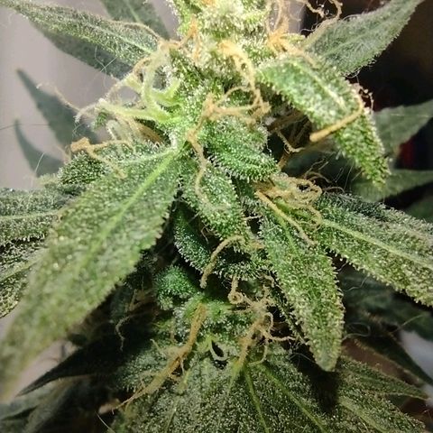 Berry (Blueberry Auto - SSBR) growlog timeline photo