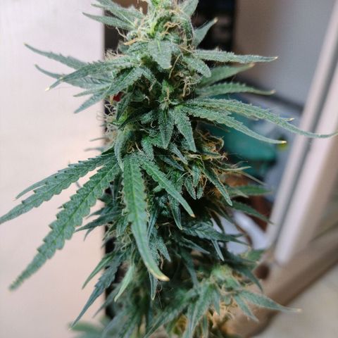 Berry (Blueberry Auto - SSBR) growlog timeline photo