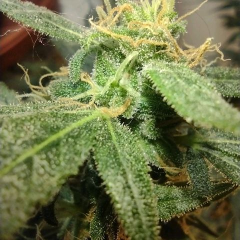Berry (Blueberry Auto - SSBR) growlog timeline photo