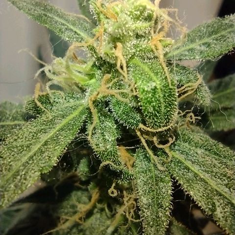 Berry (Blueberry Auto - SSBR) growlog timeline photo