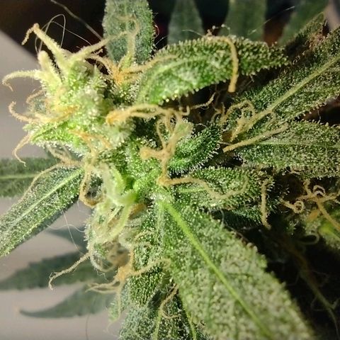 Berry (Blueberry Auto - SSBR) growlog timeline photo
