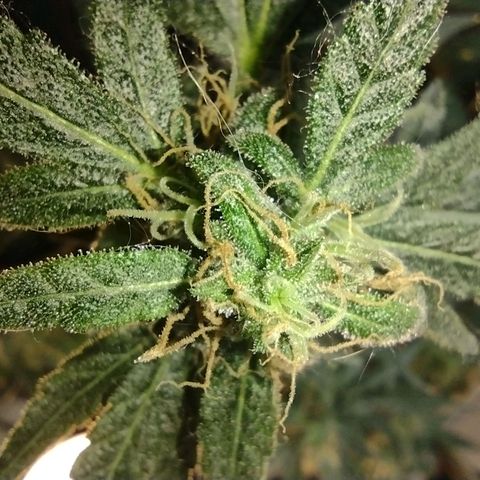 Berry (Blueberry Auto - SSBR) growlog timeline photo