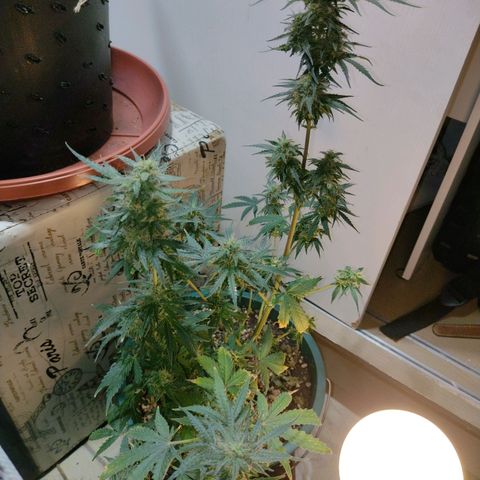 Berry (Blueberry Auto - SSBR) growlog timeline photo