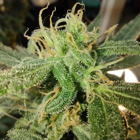 Berry (Blueberry Auto - SSBR) growlog timeline photo