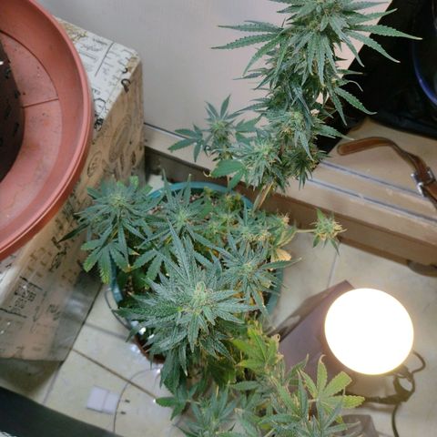 Berry (Blueberry Auto - SSBR) growlog timeline photo