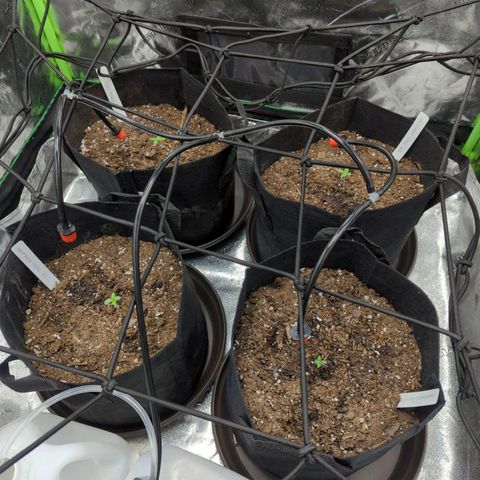 GDP1 growlog photo: Added netting and adjusted watering nozzels