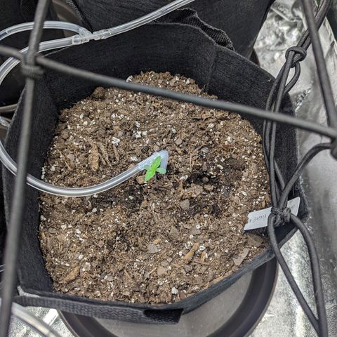 GDP1 growlog timeline photo