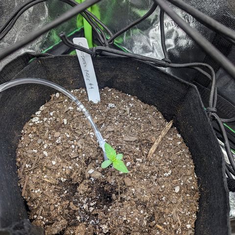 GDP4 growlog timeline photo