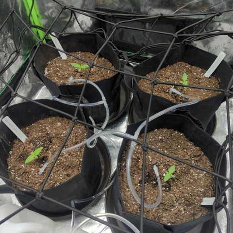 GDP1 growlog photo: Changed water volume to 125ml @ plant.