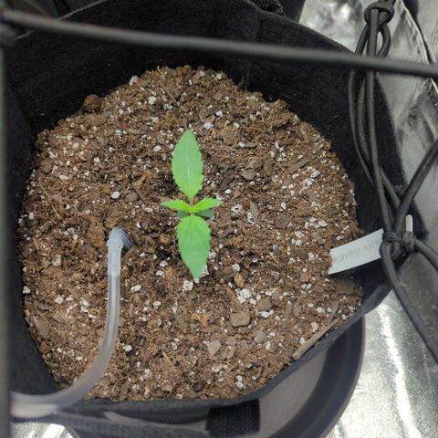 GDP1 growlog timeline photo