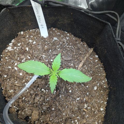 GDP4 growlog timeline photo