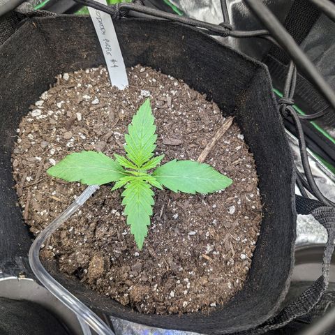 GDP4 growlog photo: Big boy! Almost vegetative.