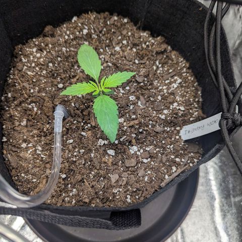 GDP1 growlog timeline photo