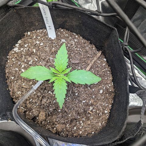 GDP4 growlog timeline photo