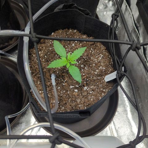 GDP1 growlog timeline photo
