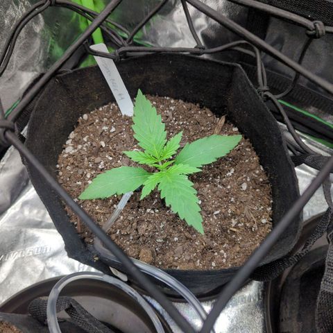 GDP4 growlog timeline photo